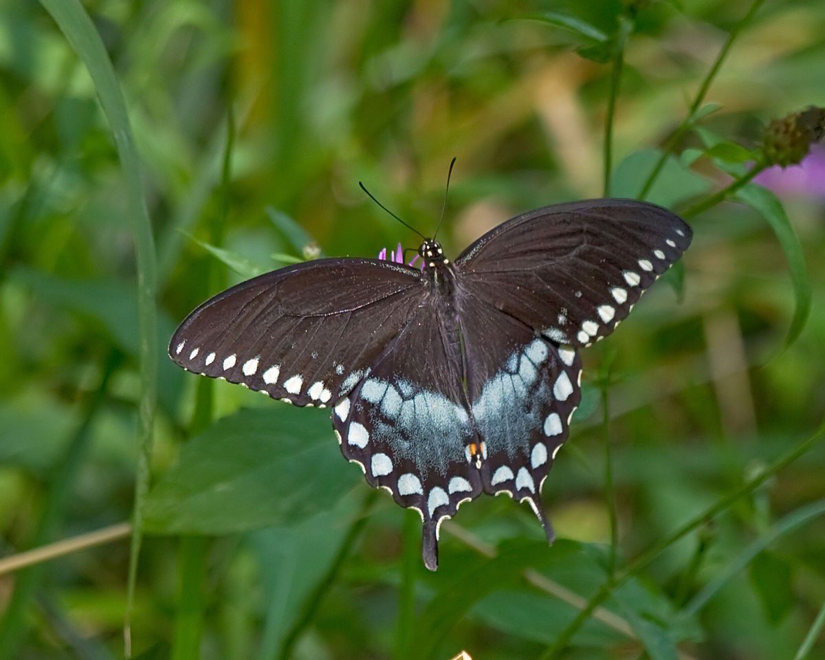 Spicebush swallowtail butterfly